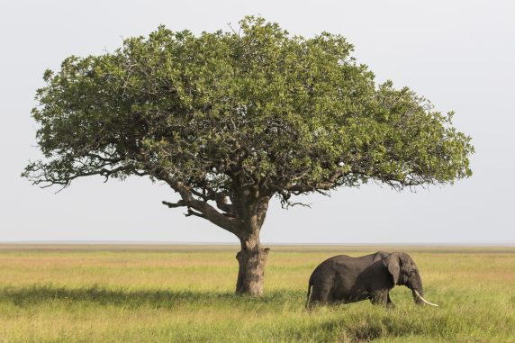 Serengeti