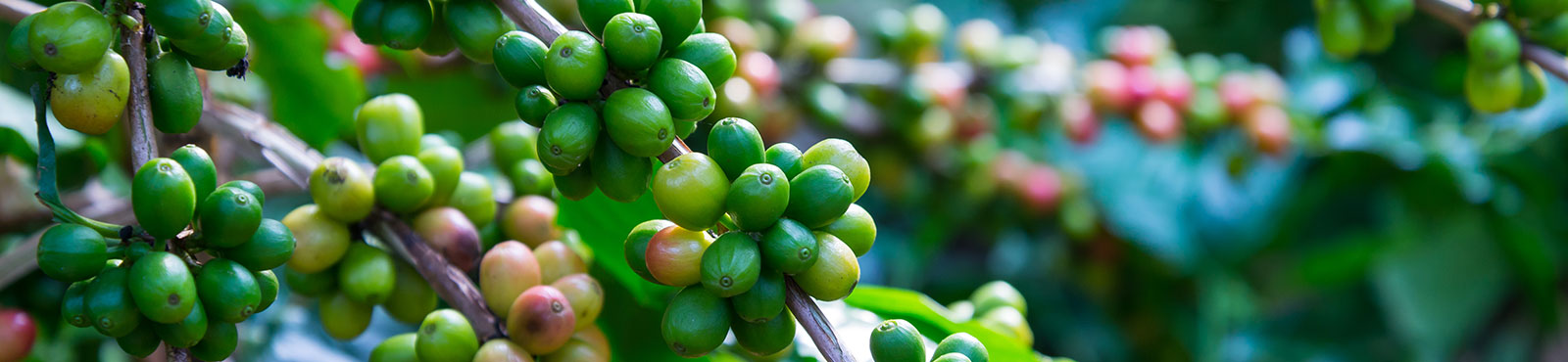 Colombia_Tema_Banner_Kaffebonor_shutterstock_311287532