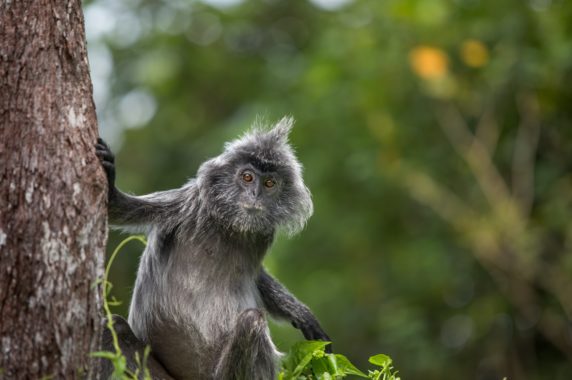 Malaysia_silverleafed_monkey_shutterstock_573424525