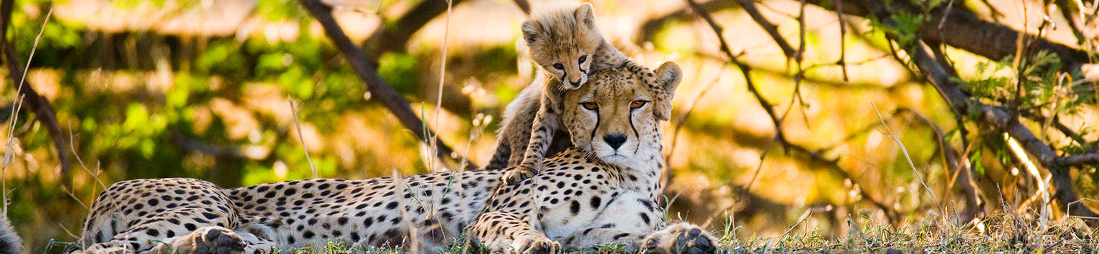 Tanzania_Tema_Banner_Leopard_shutterstock_365257508