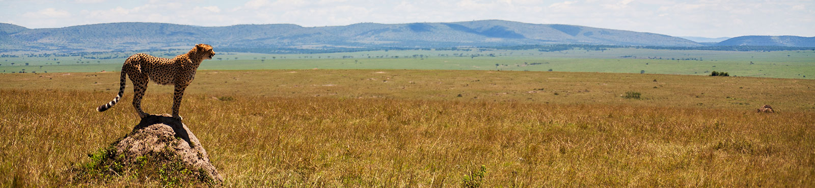 Zimbabwe_Tema_Banner_Geopard_shutterstock_402179947
