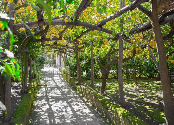 Citronlund i Sorrento