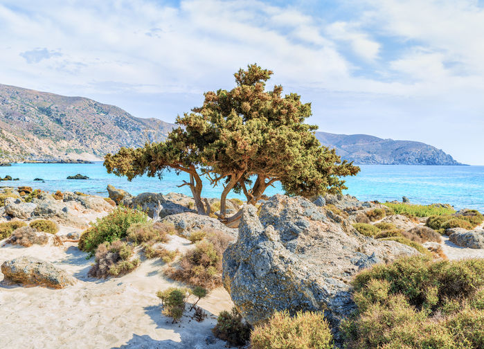 Tamarisk tree
